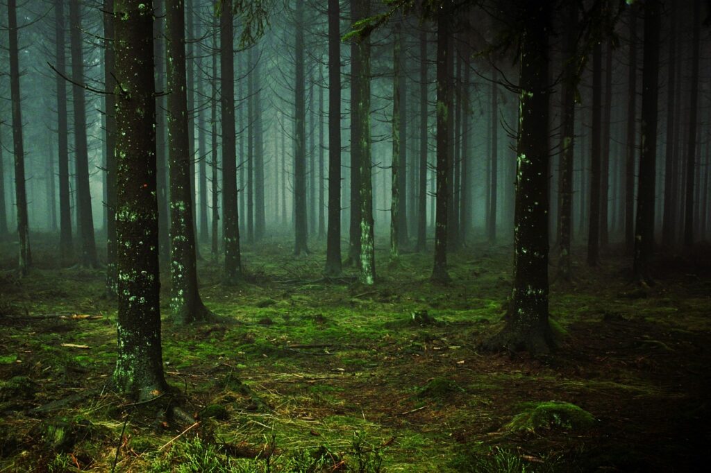 forest, trees, fog, moss, forest floor, trunks, woods, conifers, pine trees, pine forest, mysterious, cold, atmosphere, mood, wilderness, nature, forest, forest, forest, forest, forest