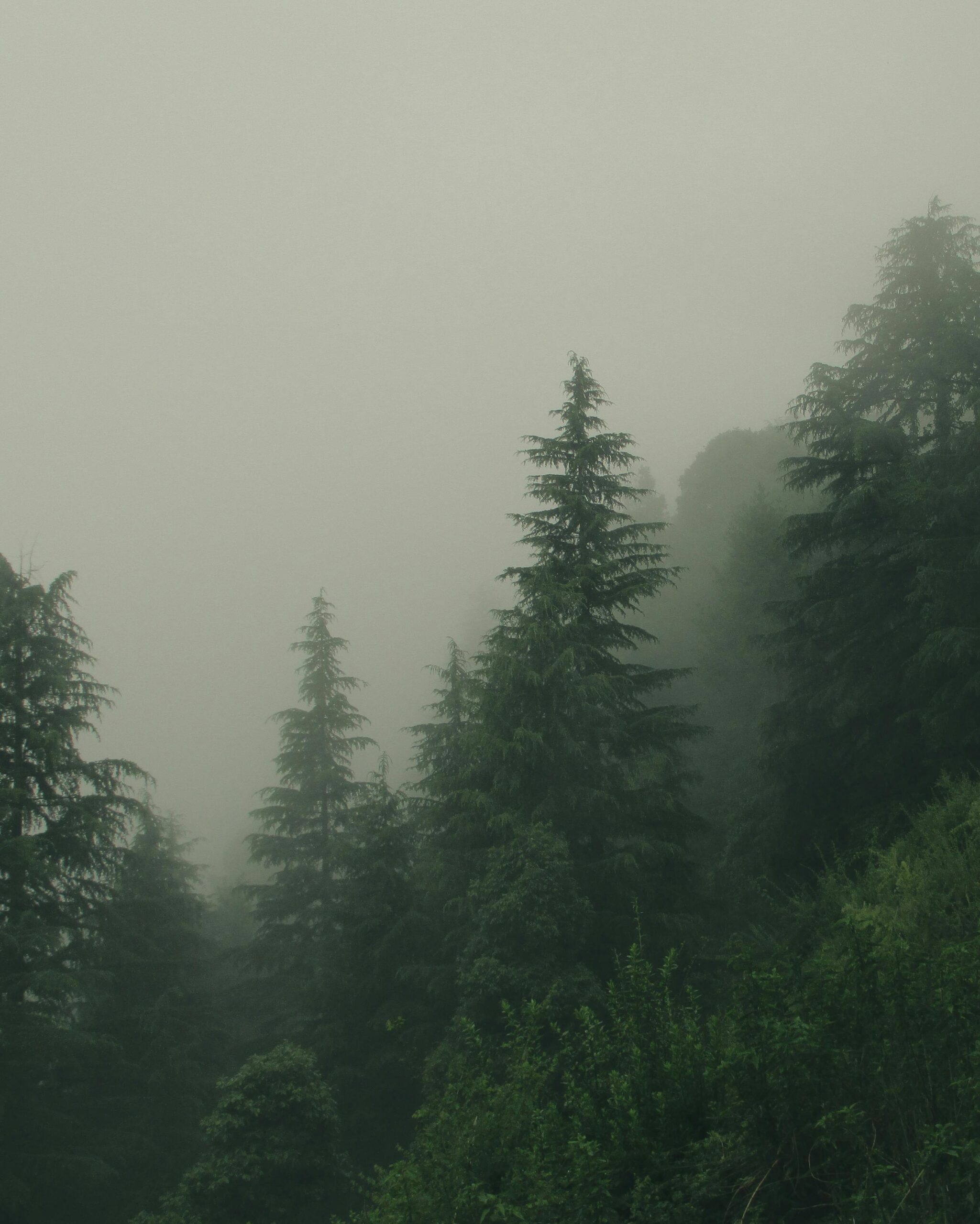 Misty evergreen forest with dense fog and trees creating a serene and mysterious landscape.