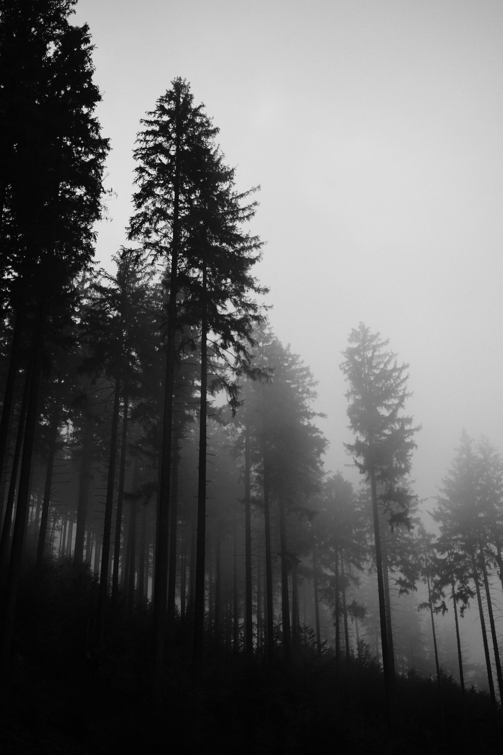 Black and white image of a misty forest with tall trees creating a mysterious atmosphere.